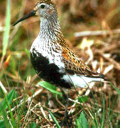 File:Calidris alpina.jpg