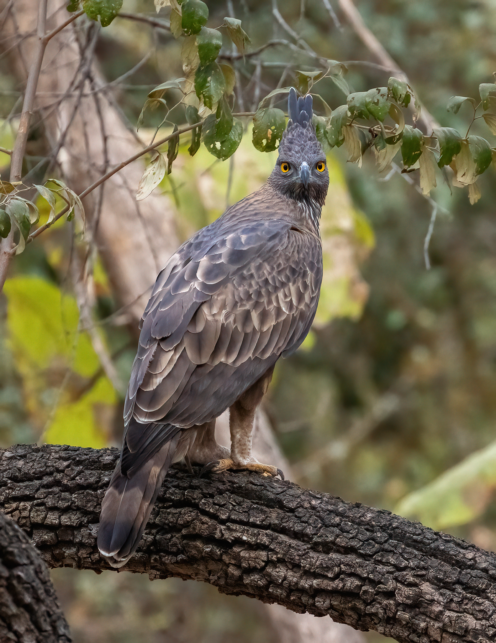 Harpy eagle - Wikipedia