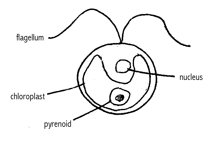 File:Chlamy.gif