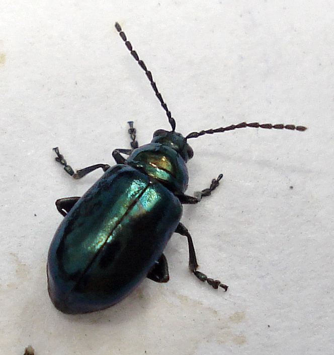 Altica high grade. Altica oleracea. Altica oleracea личинка. Прыгун (Coleoptera). Altica oleracea Larvae.