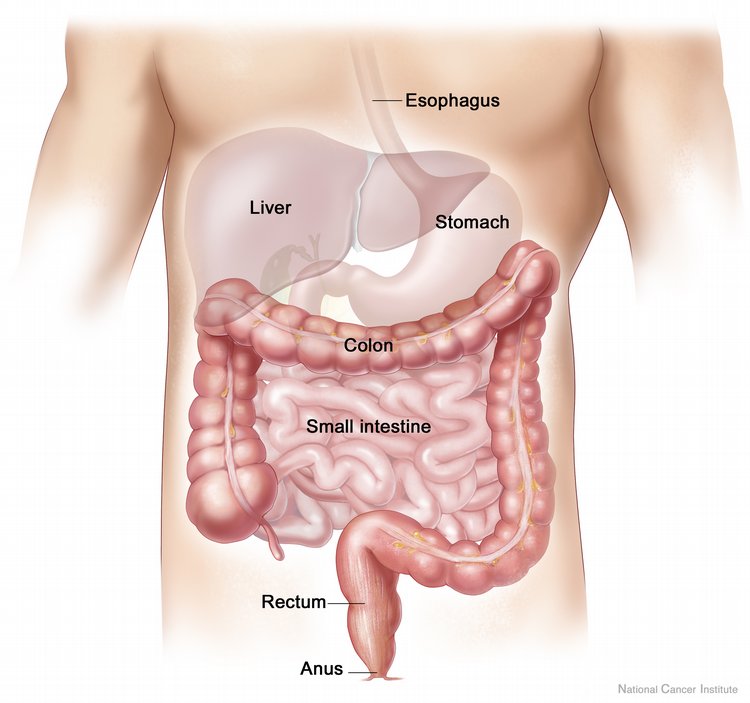 Image result for colon location