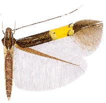 <i>Cosmopterix ananke</i> species of insect