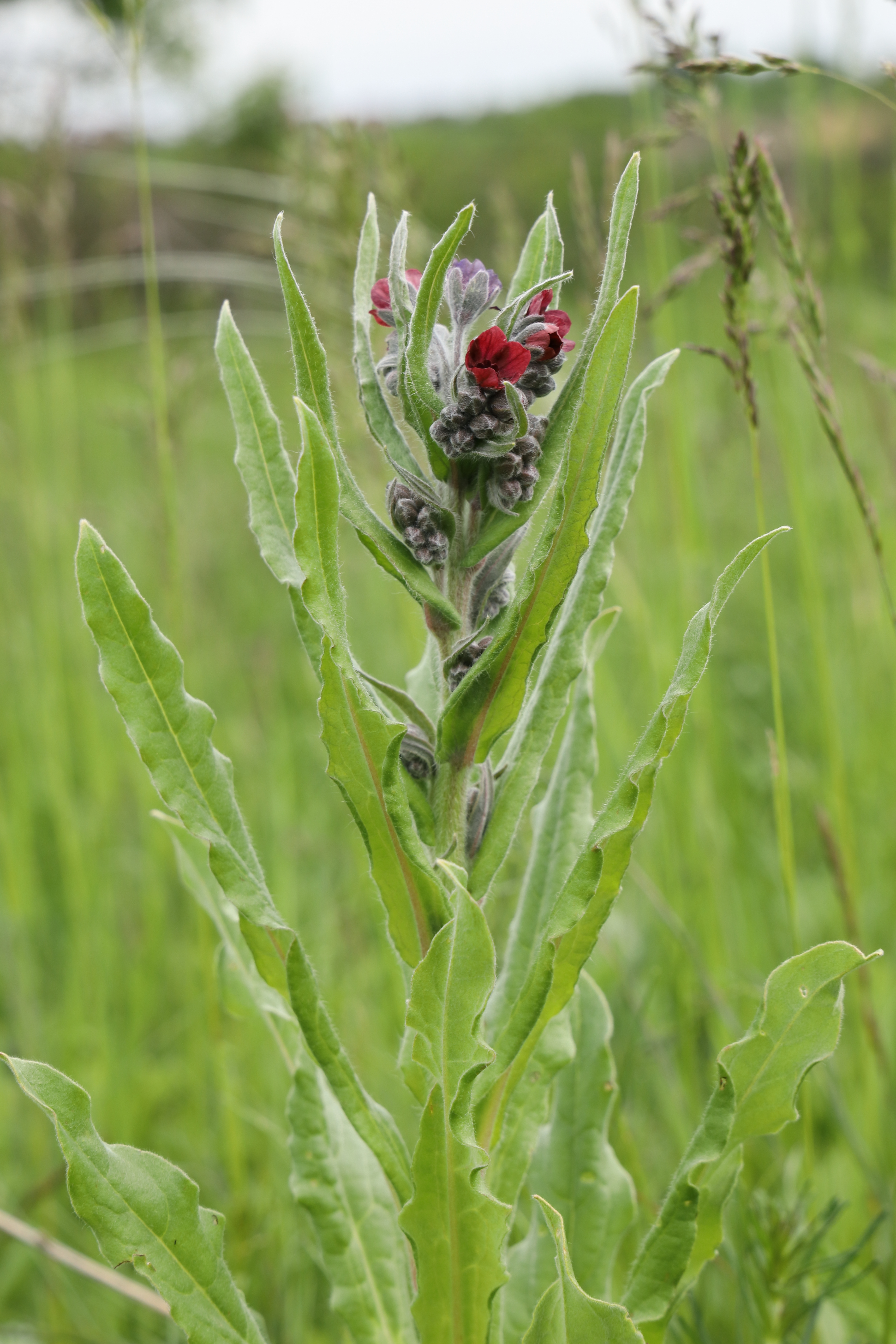 Cynoglossum officinale