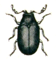 Dorcatoma.chrysomelina .-. Calwer.29.10.jpg