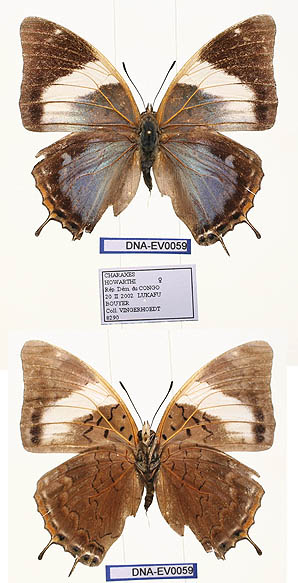 <i>Charaxes howarthi</i> Species of butterfly