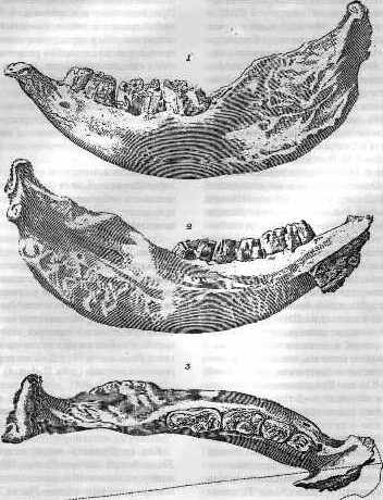 The Last of the Siberian Unicorns: What Happened to the Beasts of Legend?