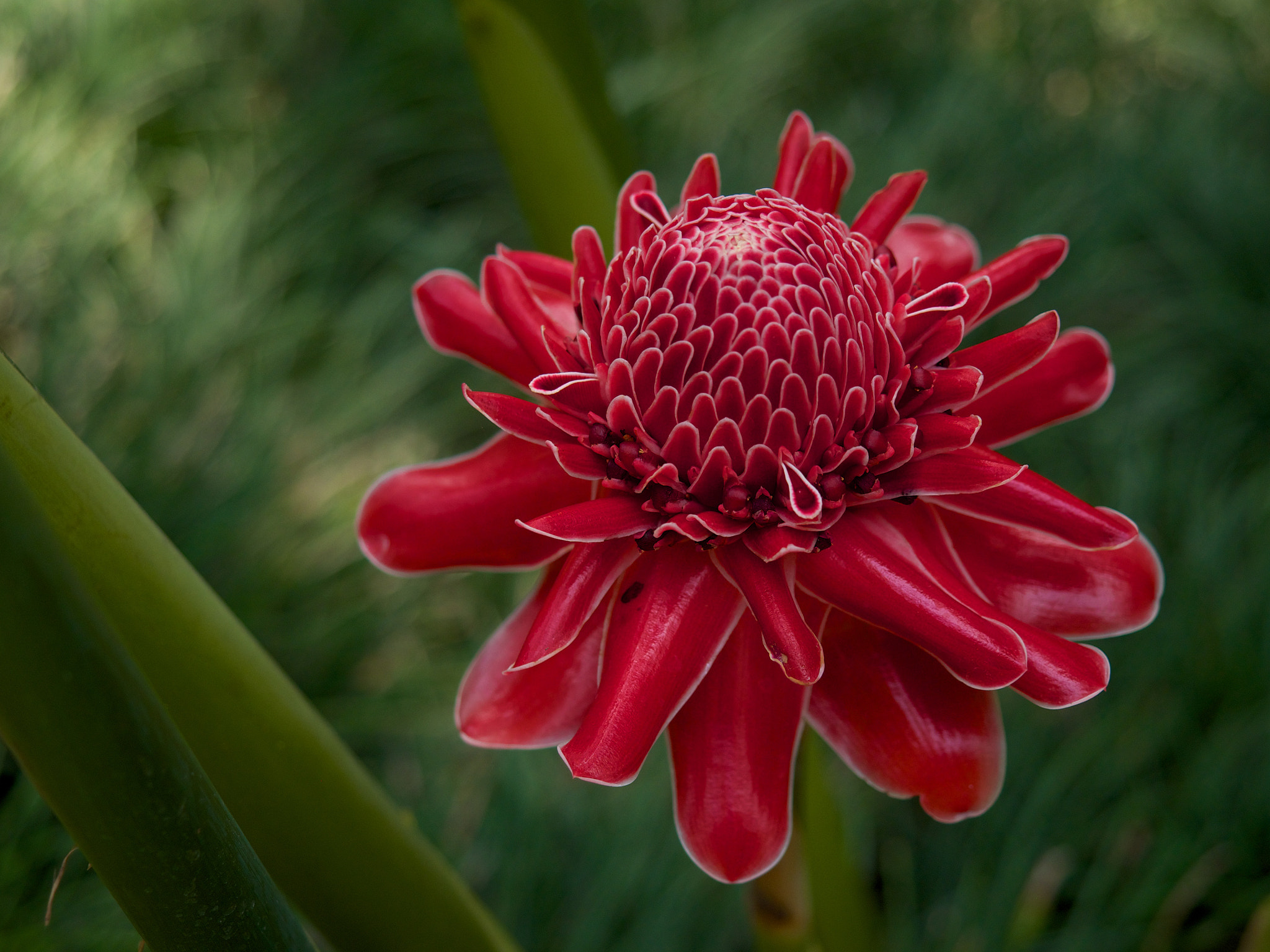 Etlingera hemisphaerica