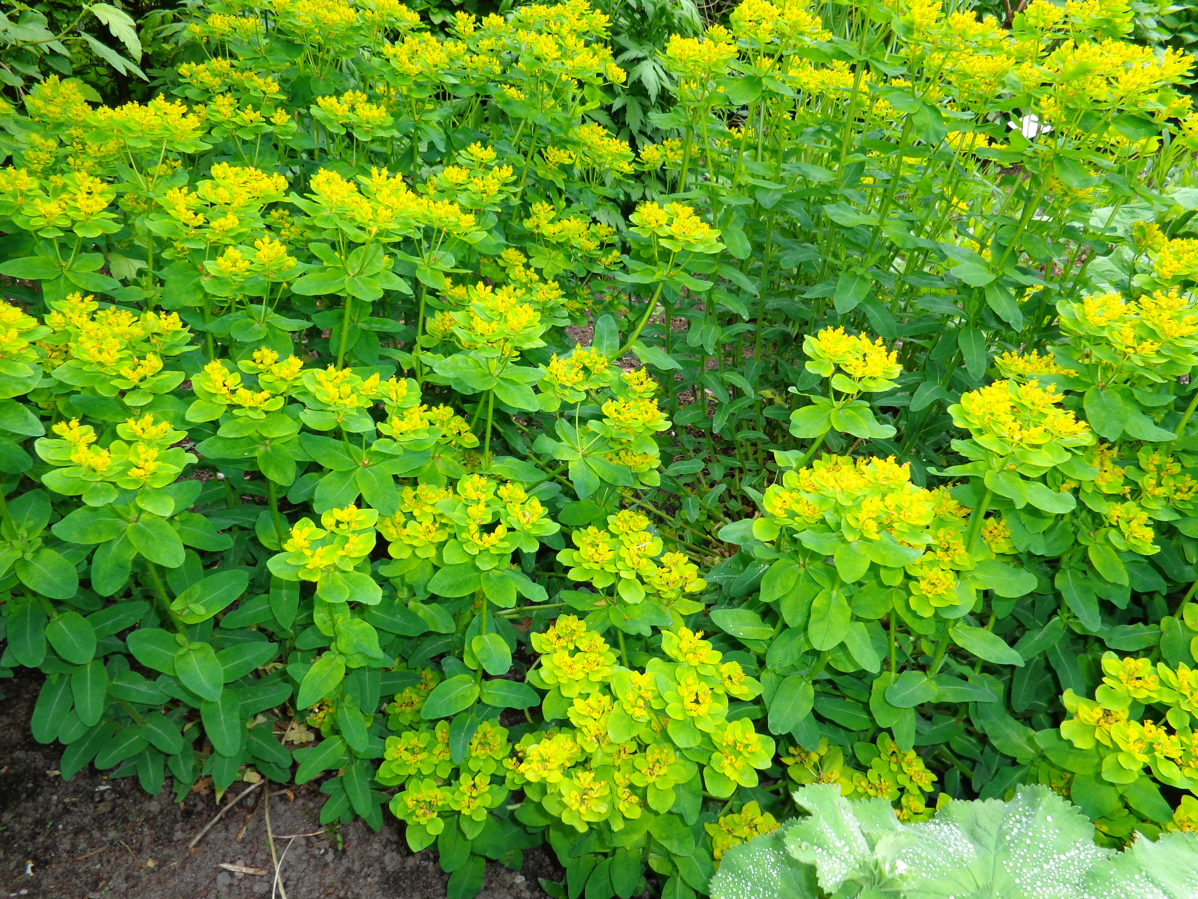 Молочаем многоцветным (Euphorbia polychroma)