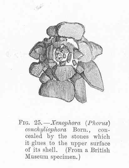 File:FMIB 48530 Xenophora (Phorus) conchyliophora Born, concealed by the stones which it glues to the upper surface of its shell.jpeg