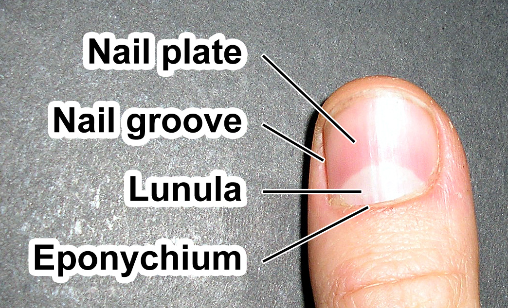 Lunula (anatomy) - Wikipedia