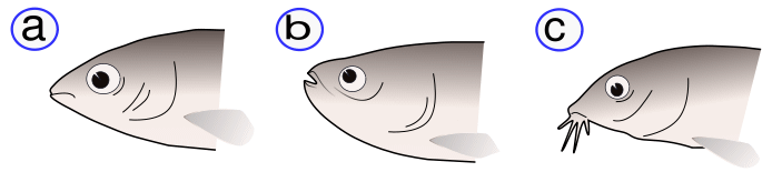 Resultado de imagen de fish mouths