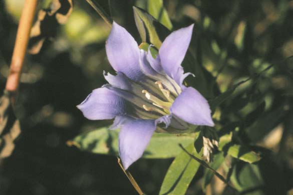 File:Gentiana puberulenta.jpg