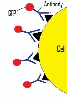 File:Gfpantibodycell.jpg