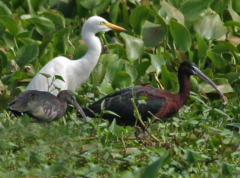 File:Glossy Ibis (Plegadis falcinellus) & Egret W IMG 3797.jpg