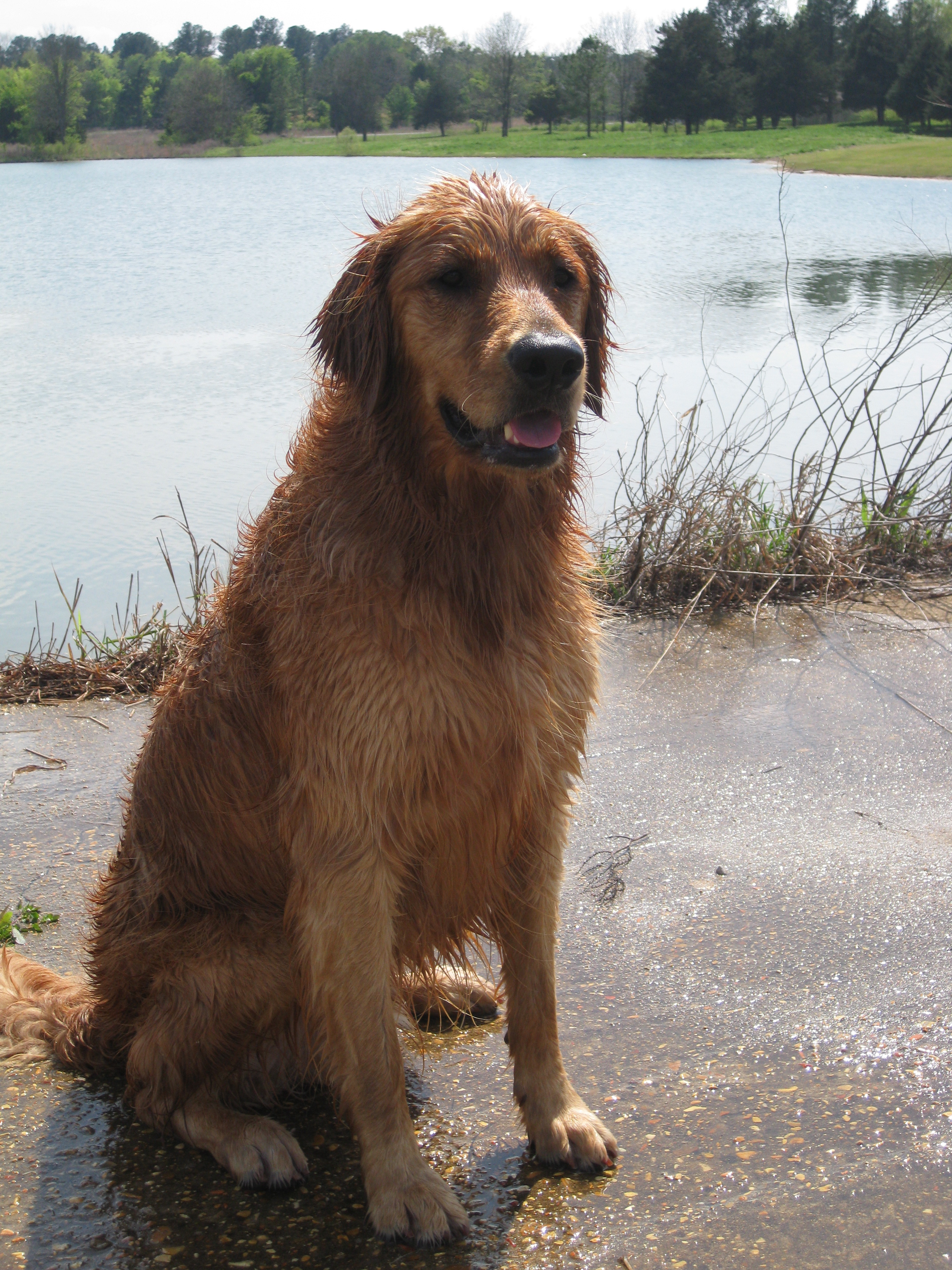 irish setter lab mix