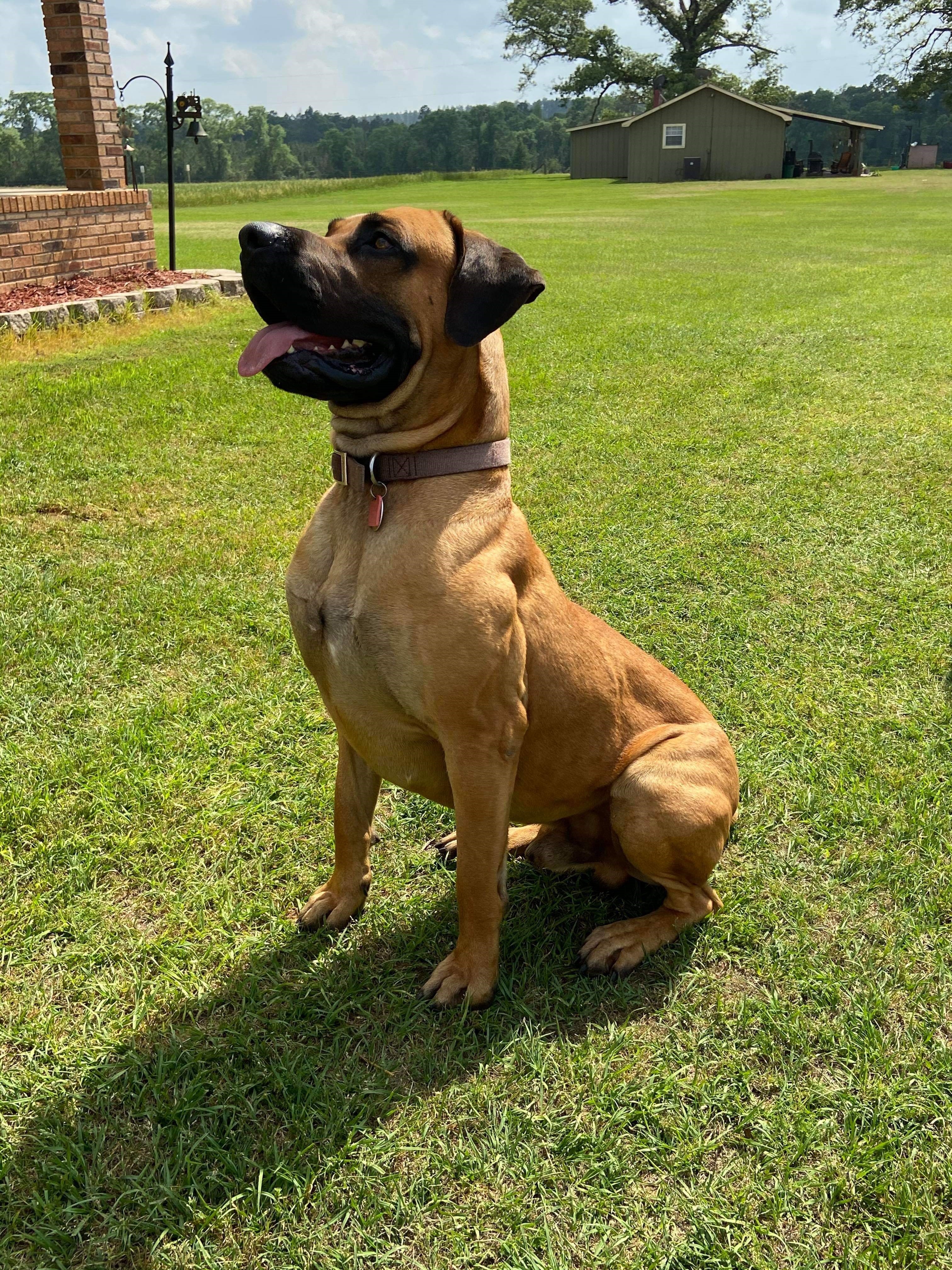 black tongue cur dog