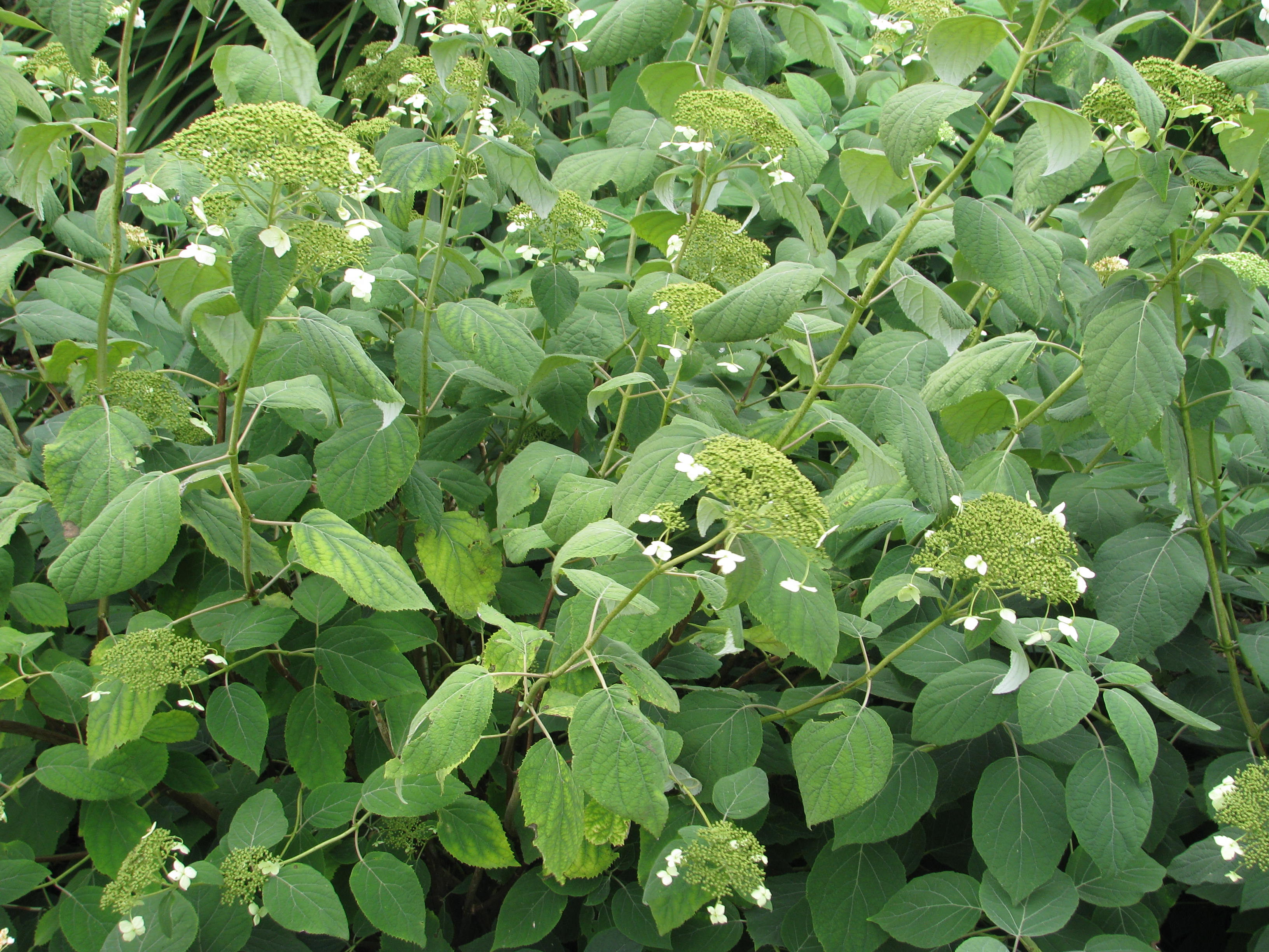 Hydrangea arborescens radiata (21399283801).jpg