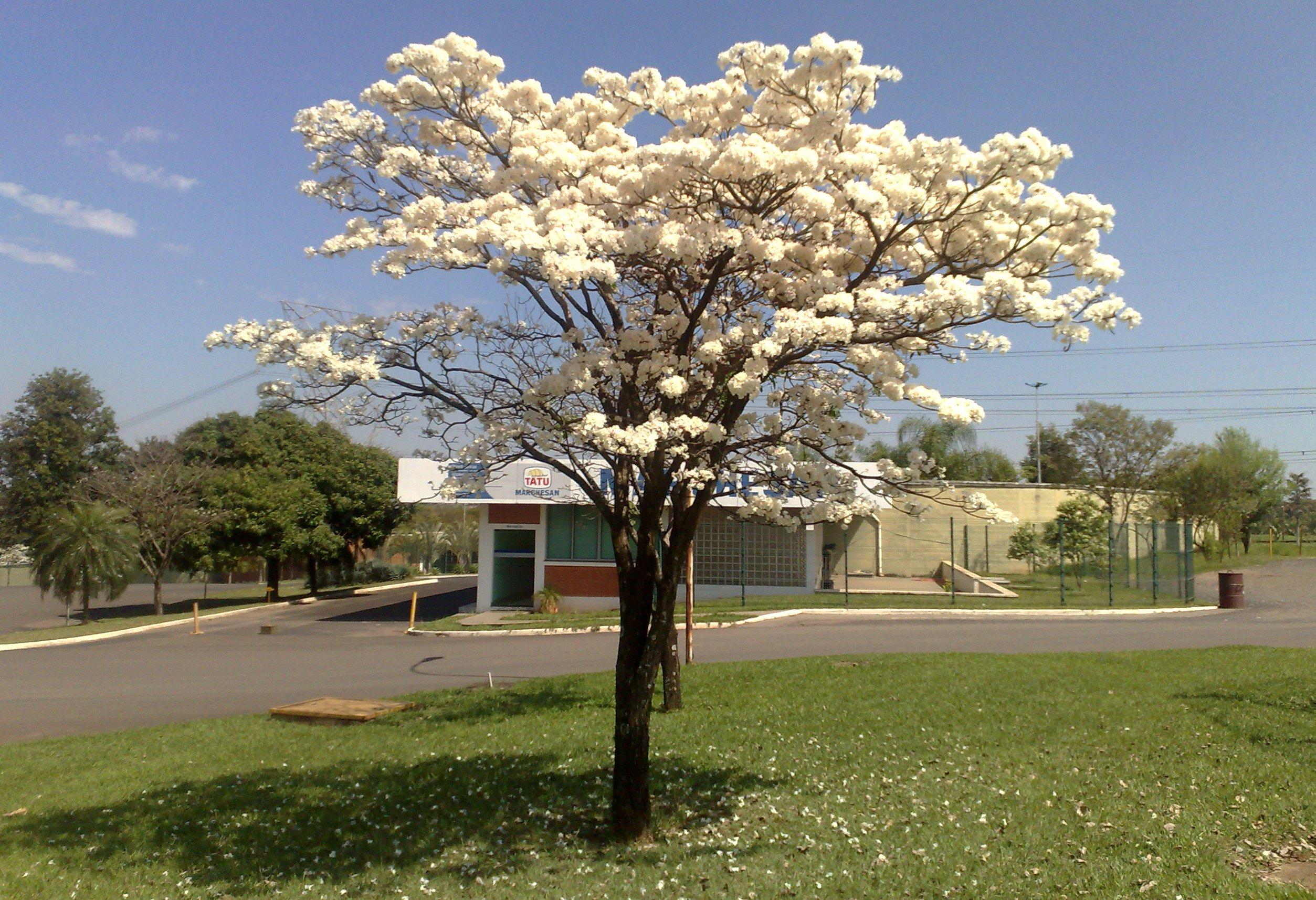 100 Sementes Ipê Branco Tabebuia Roseoalba Árvore Flor 