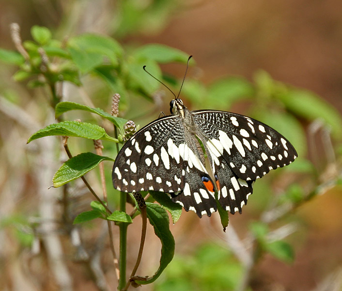 File:Lime Butterfly (Papilio demoleus) at Hyderabad W 178.jpg