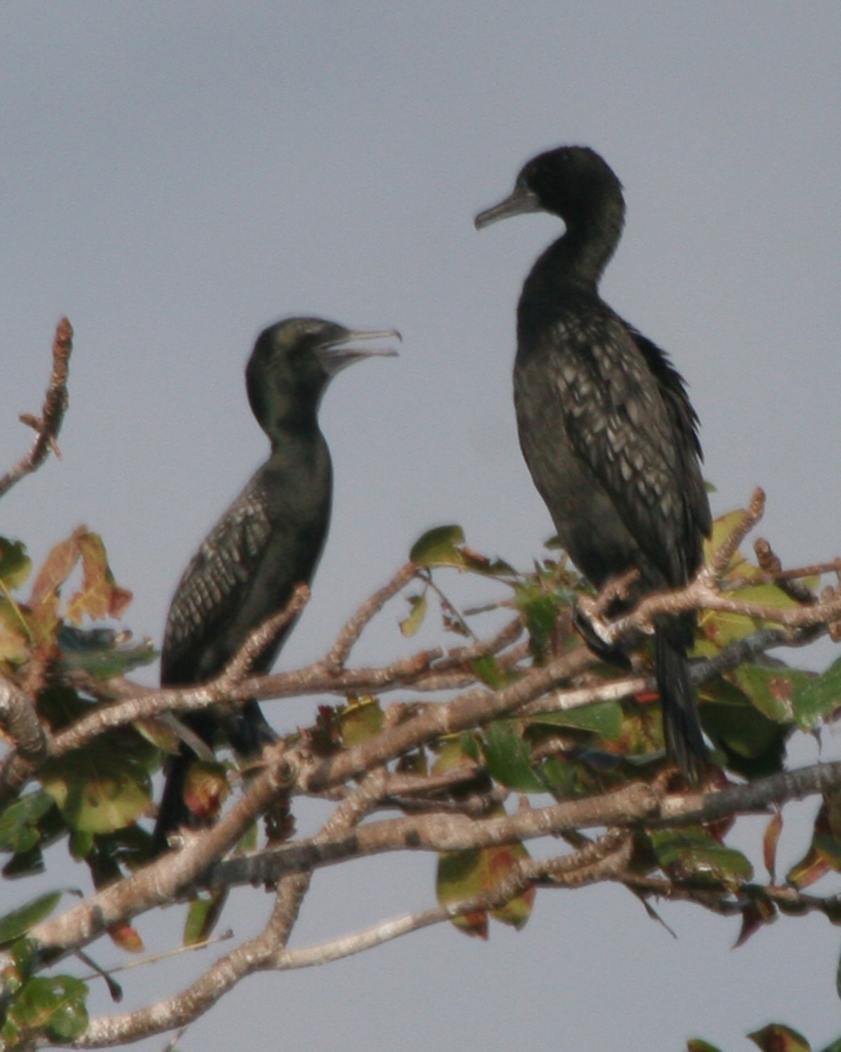 Little-black-Cormorants - Flickr - Lip Kee.jpg