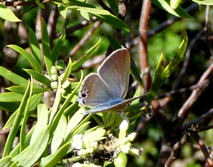 File:Long-tailed Blue. Female. Lampides boeticus - Flickr - gailhampshire.jpg