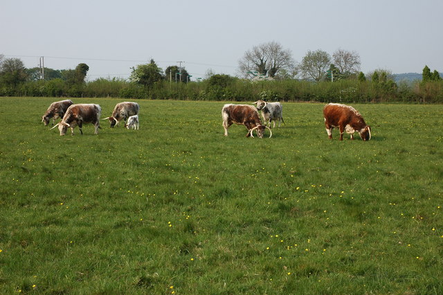 File:Longhorn Cattle, Woolhope - geograph.org.uk - 442964.jpg