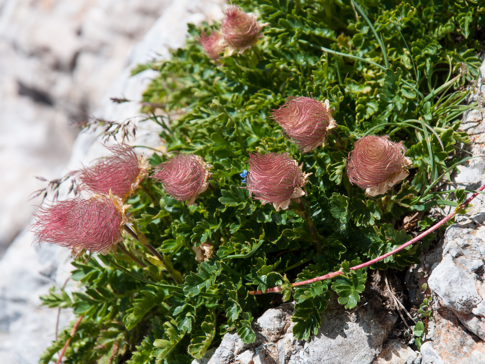 Гравилат ползучий Geum reptans