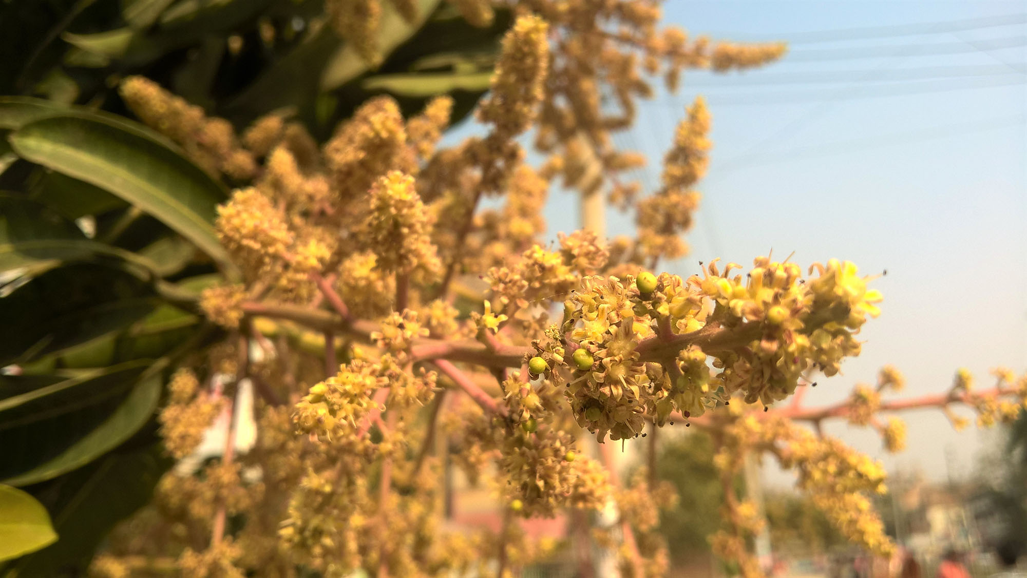 Mango tree in full bloom