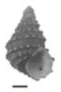 <i>Tchangmargarya yangtsunghaiensis</i> Species of gastropod