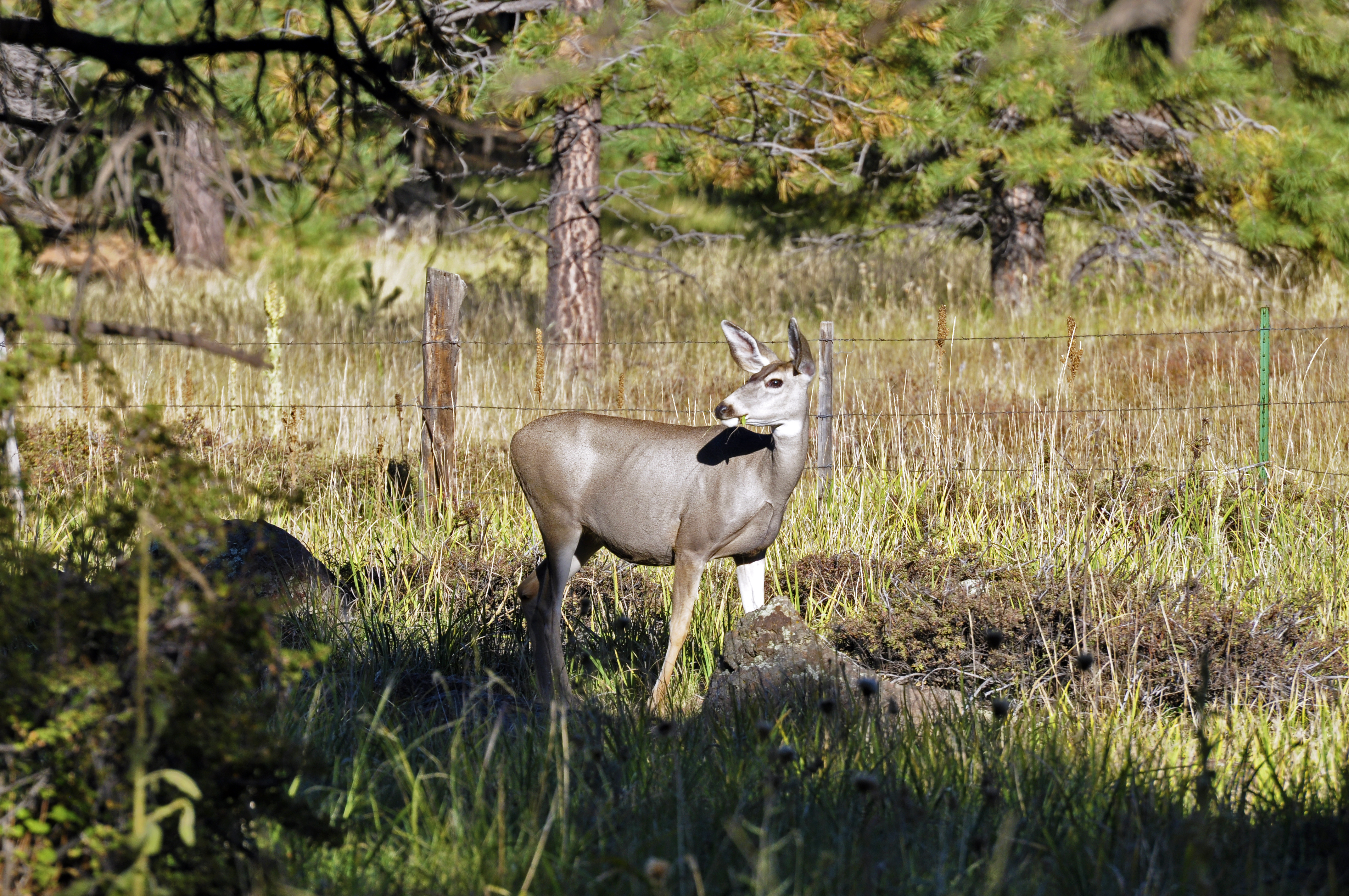 Us wildlife. Browning Mule Deer Limited Edition. Browning Mule Deer model 31. California Wildlife.