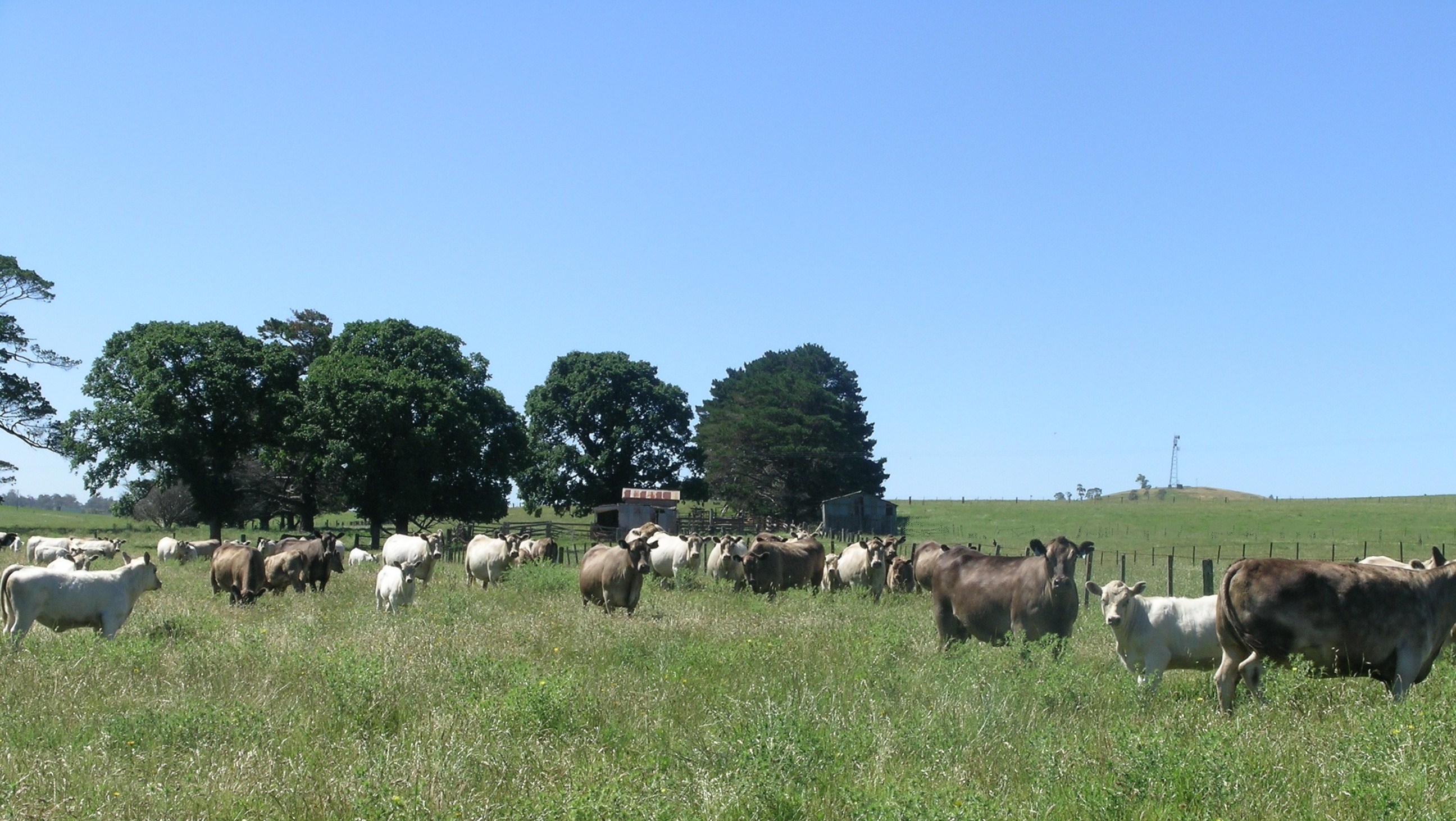 mixed crop and livestock farming