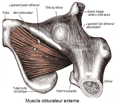 Nerf obturateur accessoire — Wikipédia