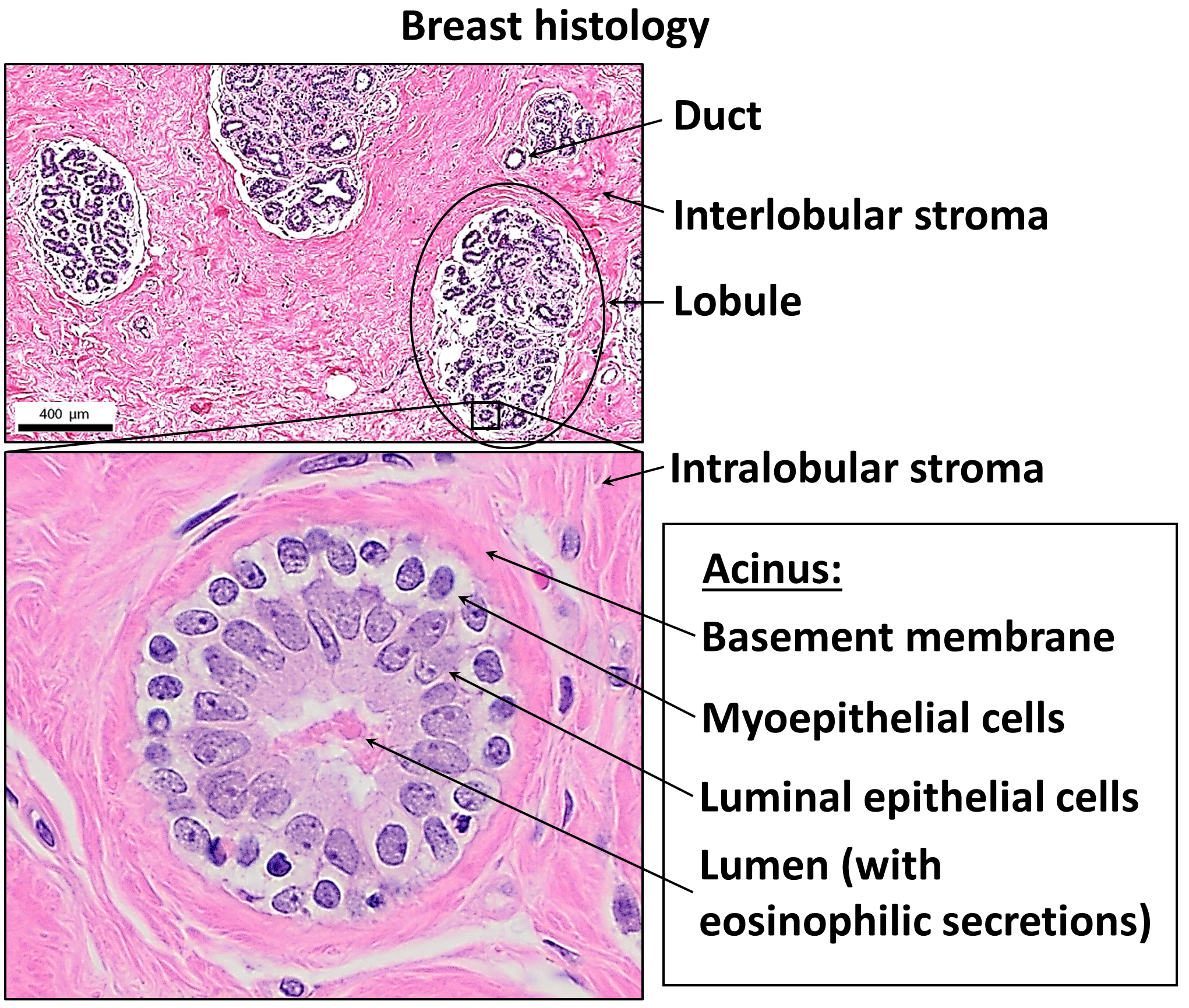 membrane histology