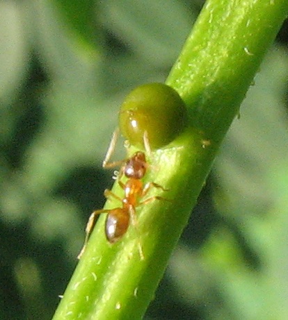 Nylanderia flavipes ant visiting extrafloral nectaries of Senna
