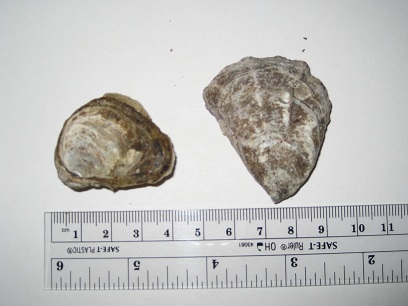 File:Oly Oyster.JPG