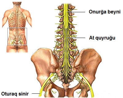 File:Onurğa beyni at quyruğu.jpg