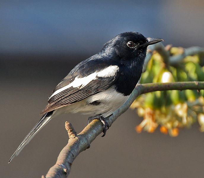 File:Oriental Magpie Robin (Copsychus saularis)- Male at Kolkata I IMG 3003.jpg