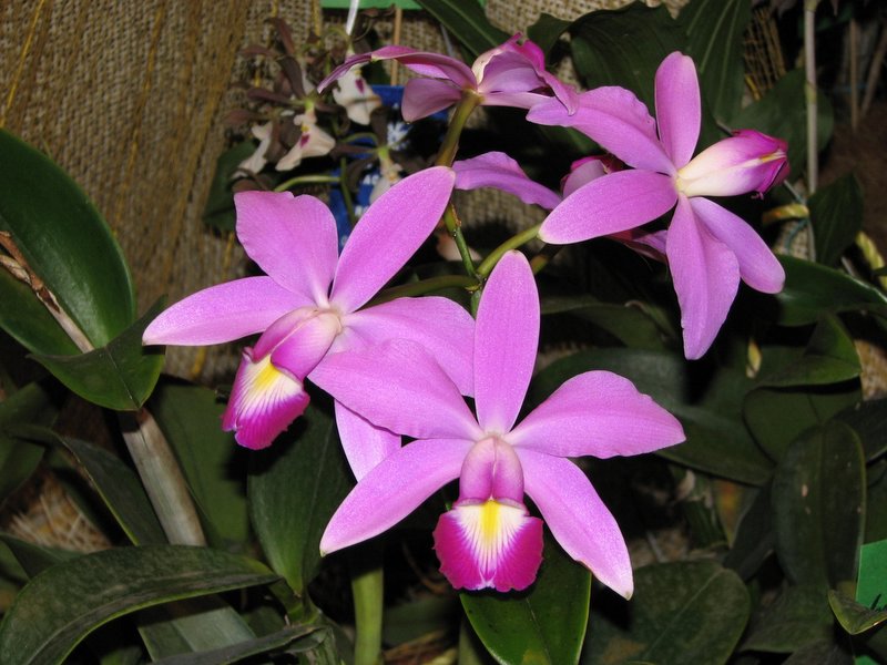 File:Orquidea 2003 005.jpg - Simple English Wikipedia, the free encyclopedia