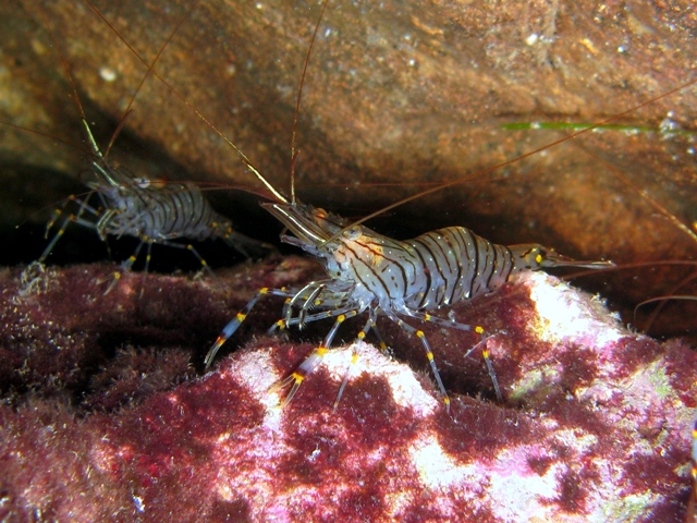 Shrimp - Wikipedia