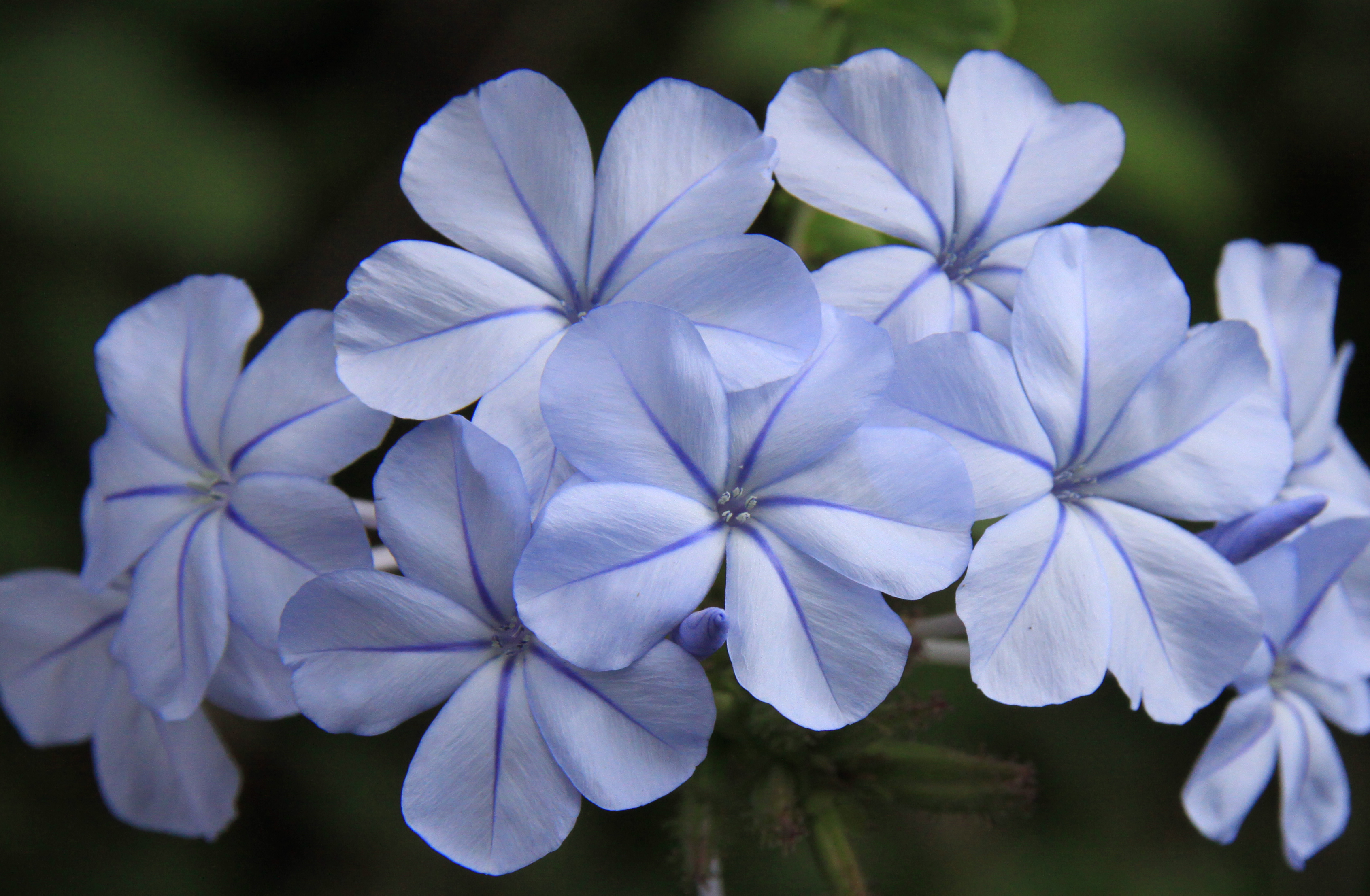 File Pale Blue Flower Jpg Wikimedia Commons