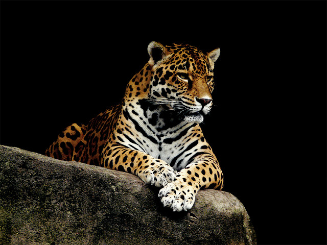 Panthera onca in zoo.jpg