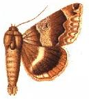 <i>Dysgonia senex</i>