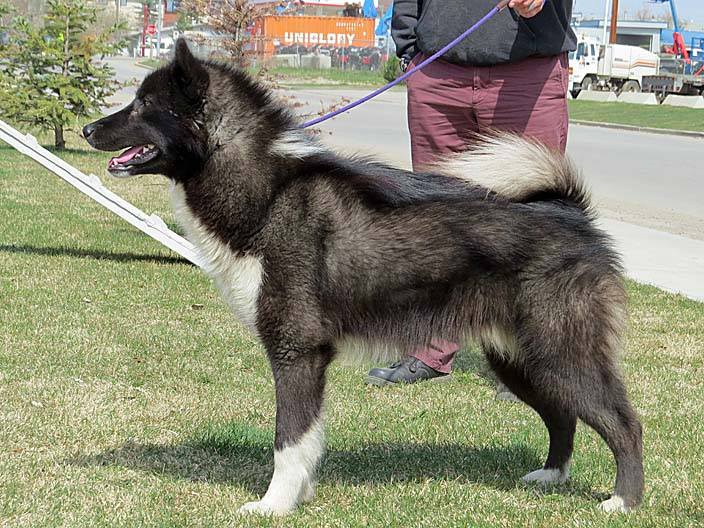 File:Perro esquimal canadiense 5.jpg