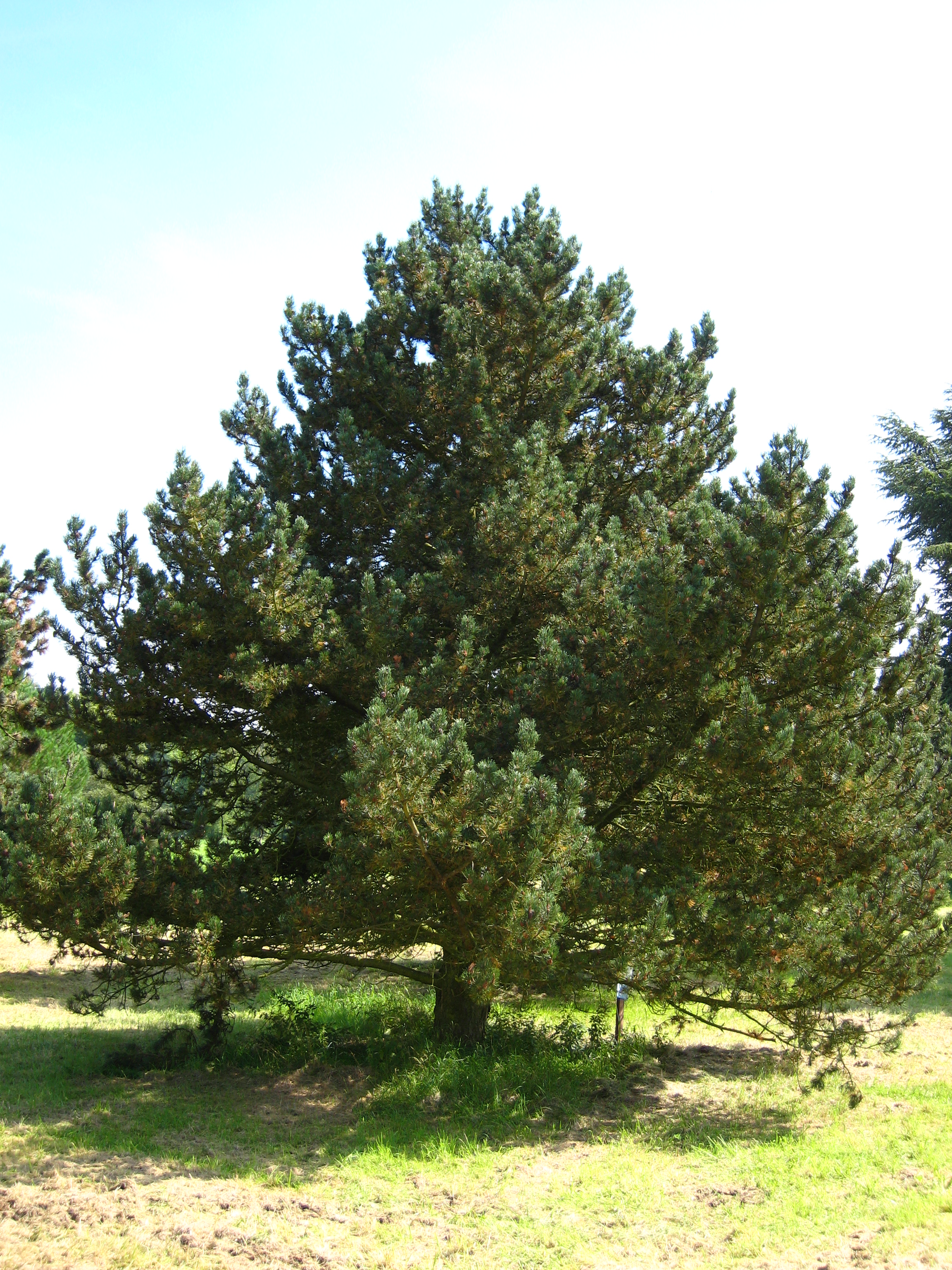 File Pinus  uncinata tree jpg Wikimedia Commons