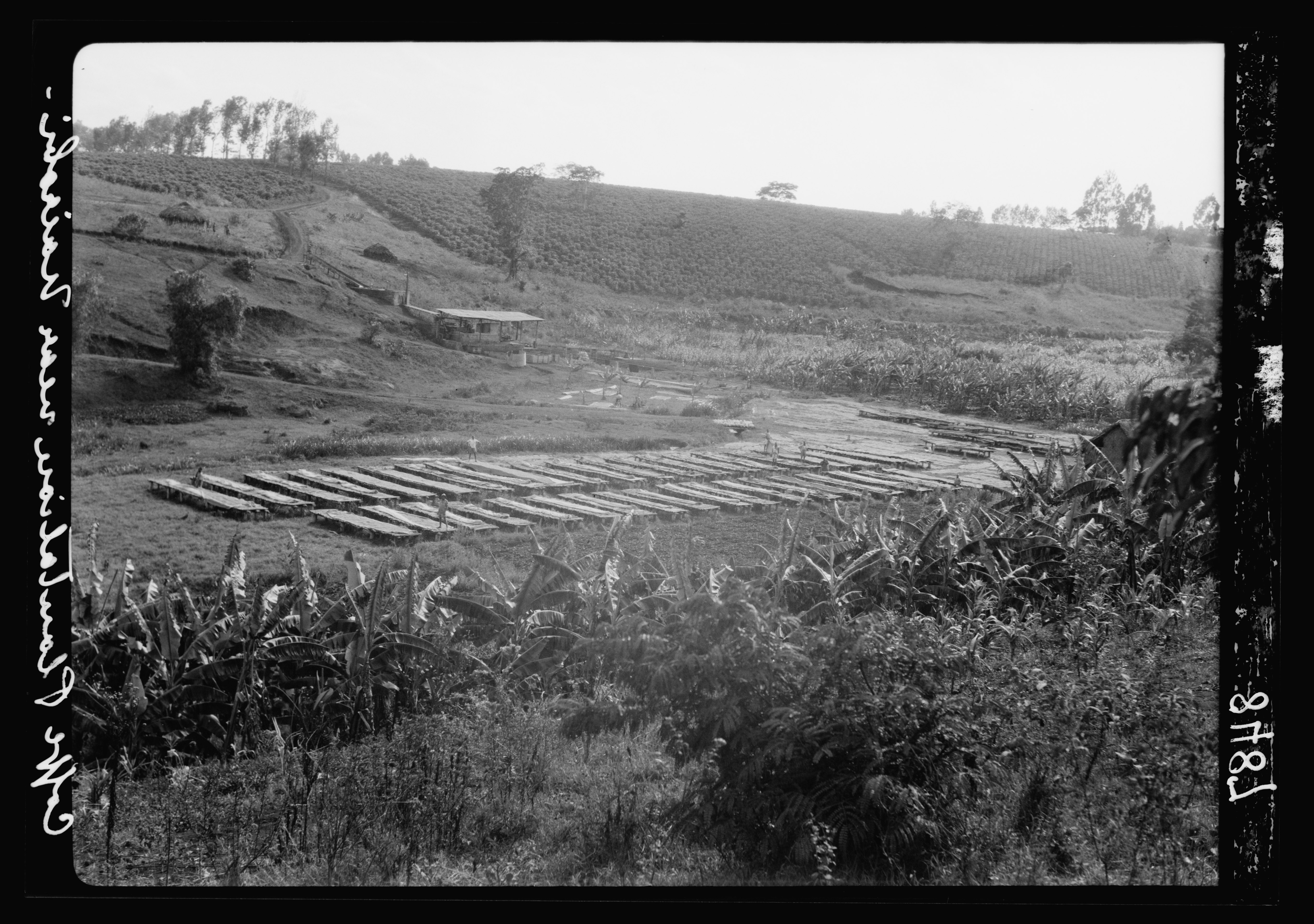 plantation trays