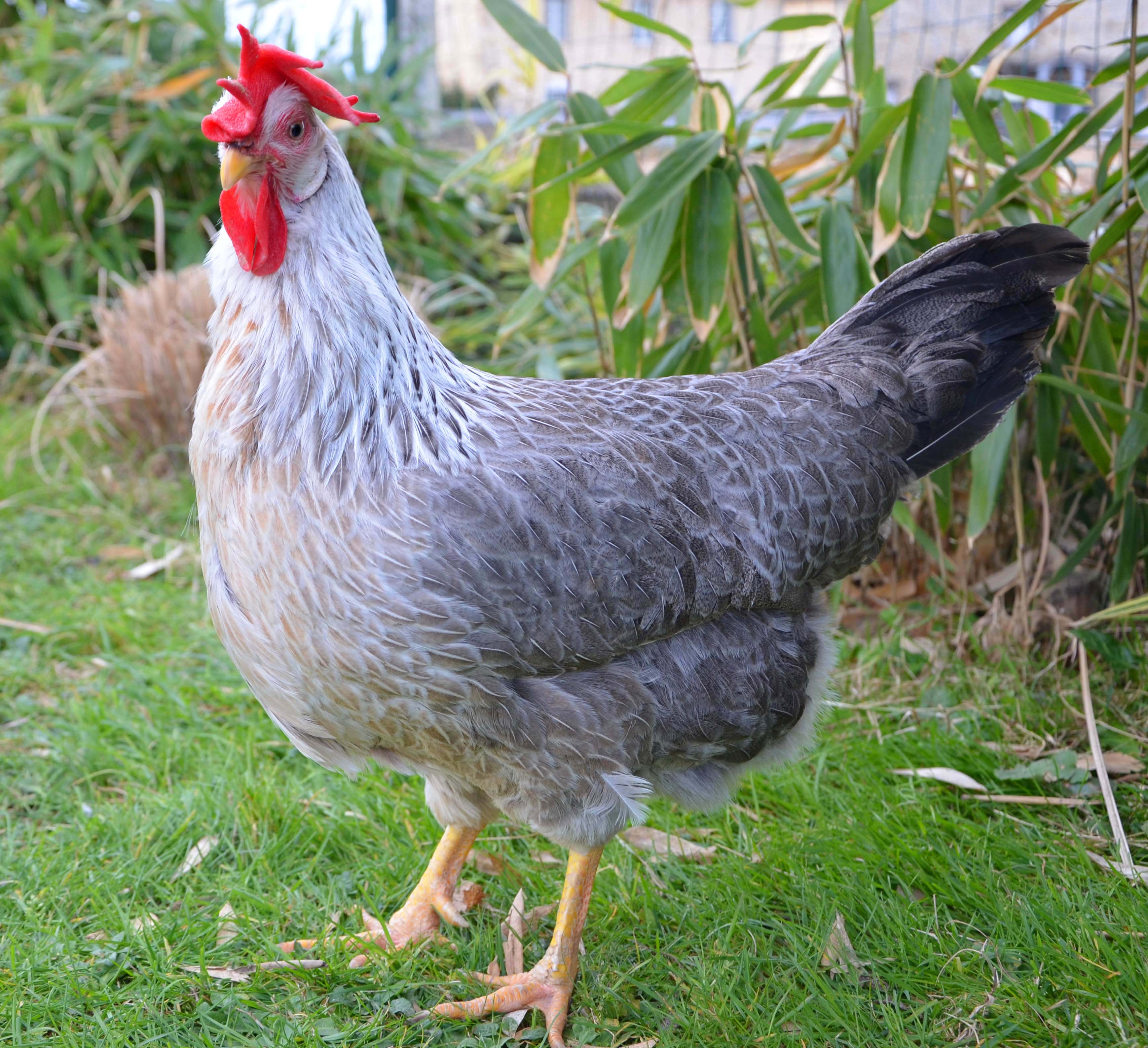 Leghorn Wikipedia