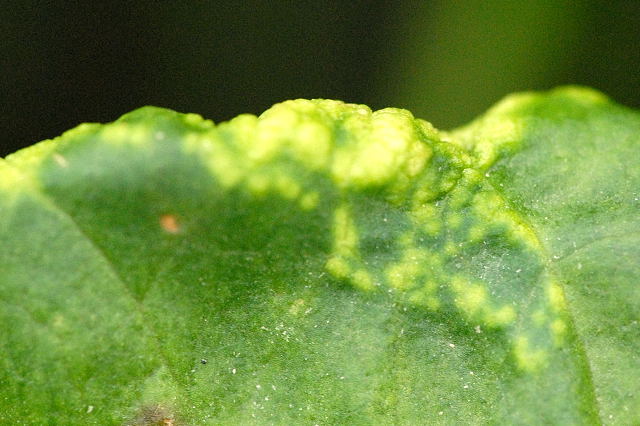 File:Puccinia.bistortae.-.lindsey.jpg