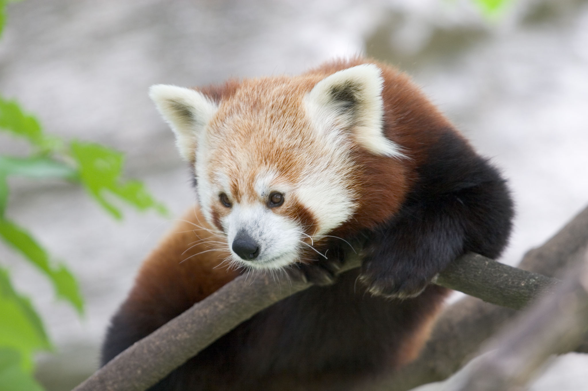 fil-red-panda-b-jpg-wikipedia