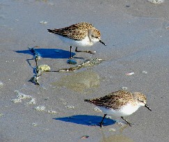 File:SemipalmSandpiper23.jpg