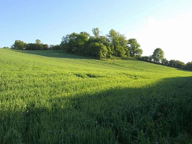 File:Small wood on Brownscombe Hill - geograph.org.uk - 837808.jpg